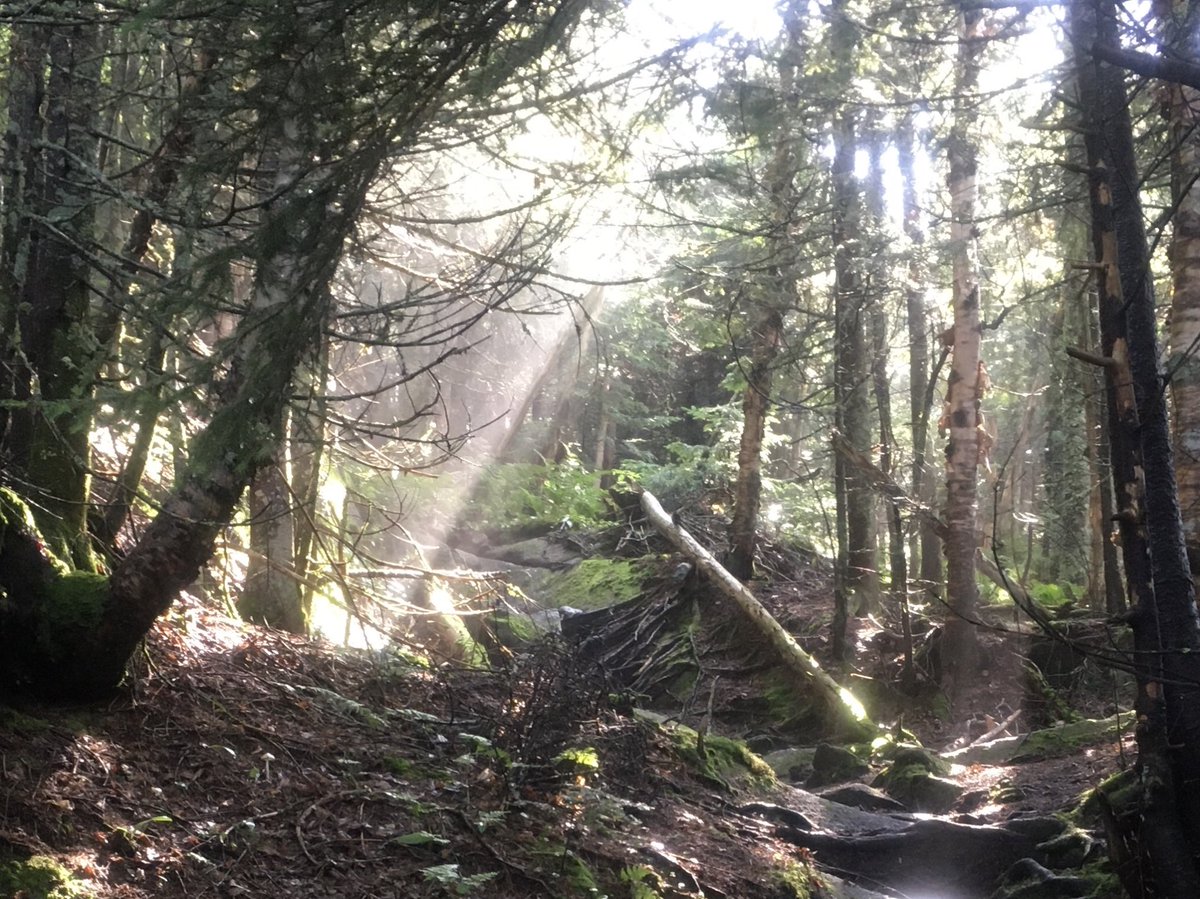 donlotz's tweet photo. Morning in the Kinsman Range in New Hampshire on the #appalachiantrail.  #hiking https://t.co/CUp4uHGEFp