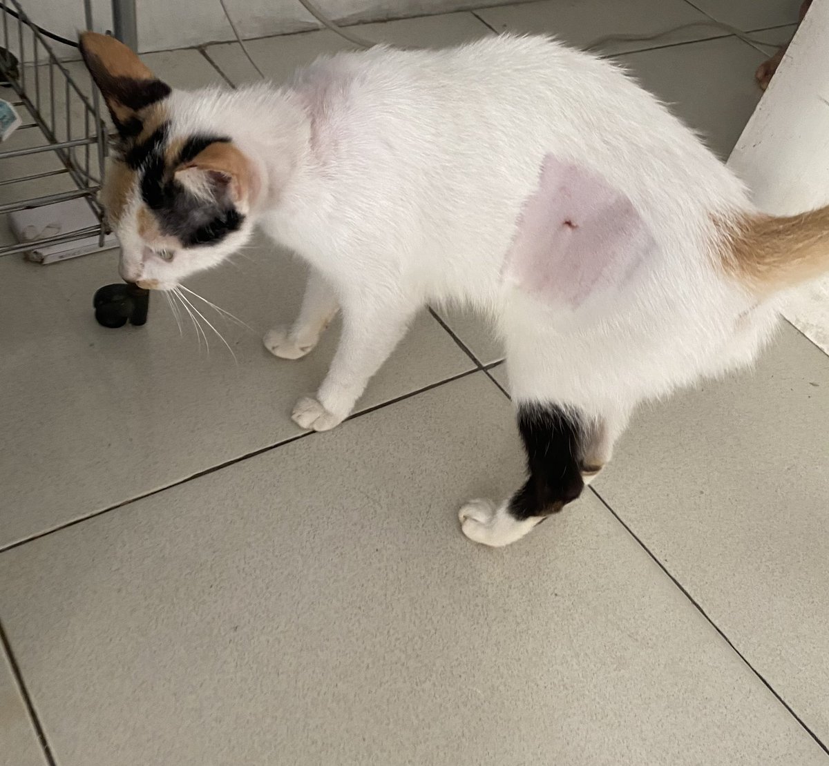Meet Chillie! One of the stray cats we feed daily. She is now spayed and ready for adoption.
#CatsOfTwitter 
#rescuecat #cats