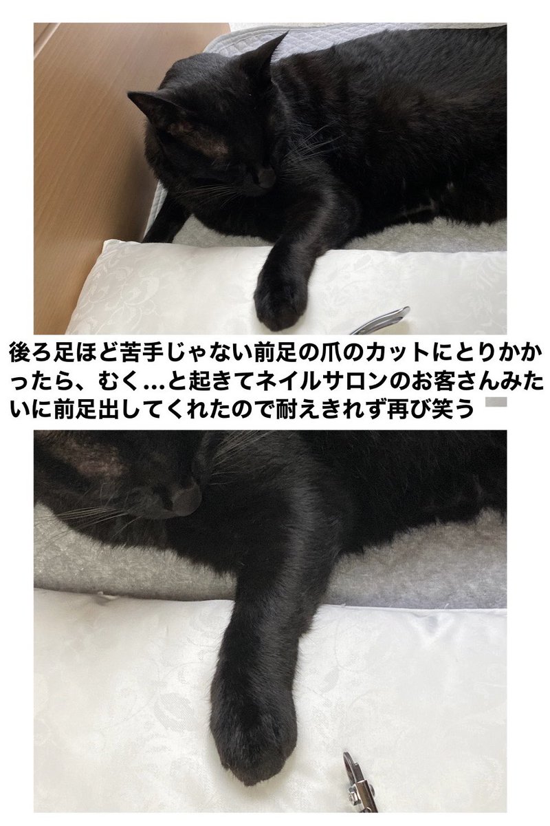 今日のろんさんはなぜか爪切りに協力的だったけど、飼い主を笑わせに来る方向で妨害してて強かった 