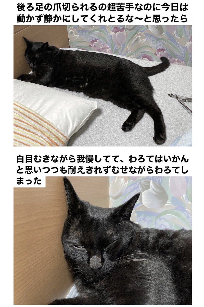 今日のろんさんはなぜか爪切りに協力的だったけど、飼い主を笑わせに来る方向で妨害してて強かった 