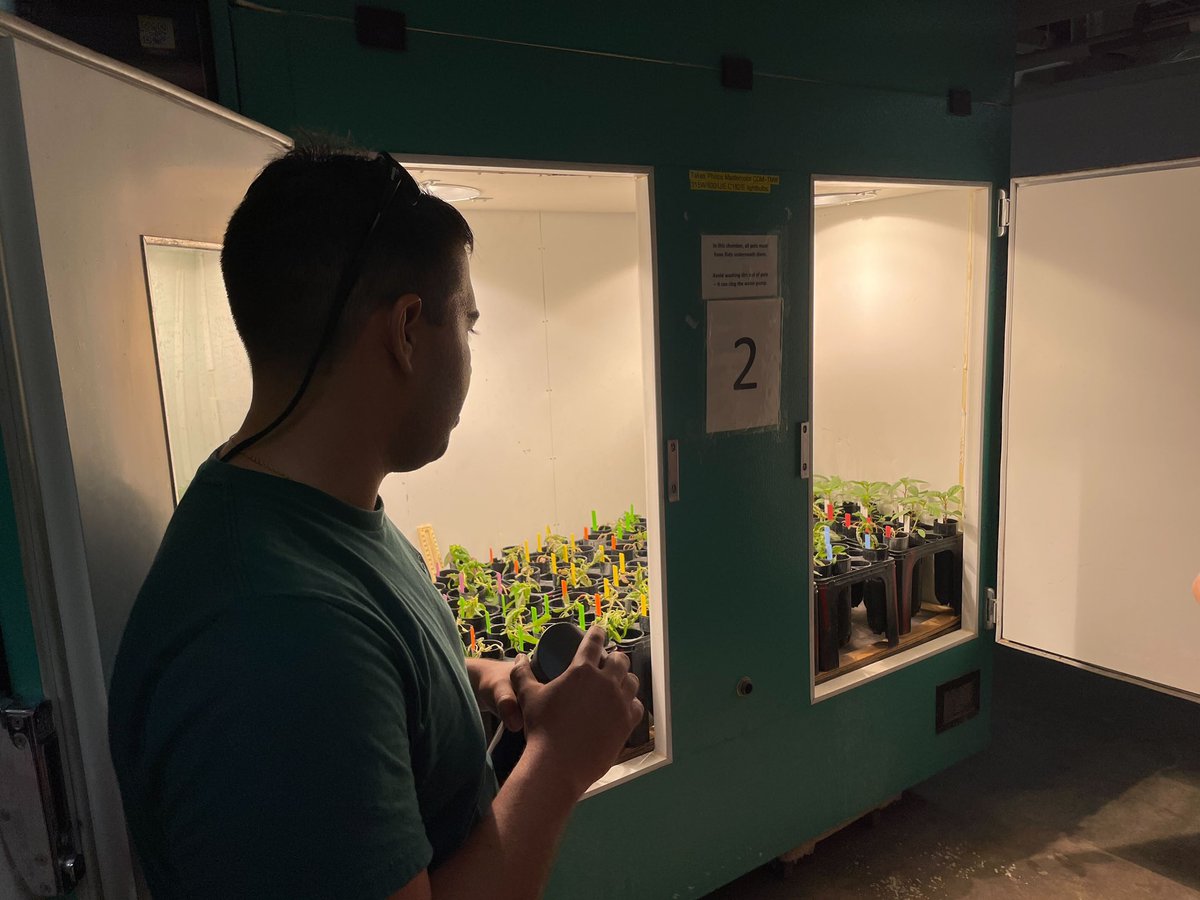 Tatiane Severo (@tatianesevero16) on Twitter photo This morning <a href="/FFaleco/">Felipe Faleco</a> gave us a valuable tour at the Walnut St Greenhouse about the ongoing <a href="/WiscWeeds/">Rodrigo Werle</a> projects, including synthetic auxin herbicide dose-response with #waterhemp & effect of different temperatures on synthetic auxin herbicides performance on #waterhemp This morning <a href="/FFaleco/">Felipe Faleco</a> gave us a valuable tour at the Walnut St Greenhouse about the ongoing <a href="/WiscWeeds/">Rodrigo Werle</a> projects, including synthetic auxin herbicide dose-response with #waterhemp & effect of different temperatures on synthetic auxin herbicides performance on #waterhemp