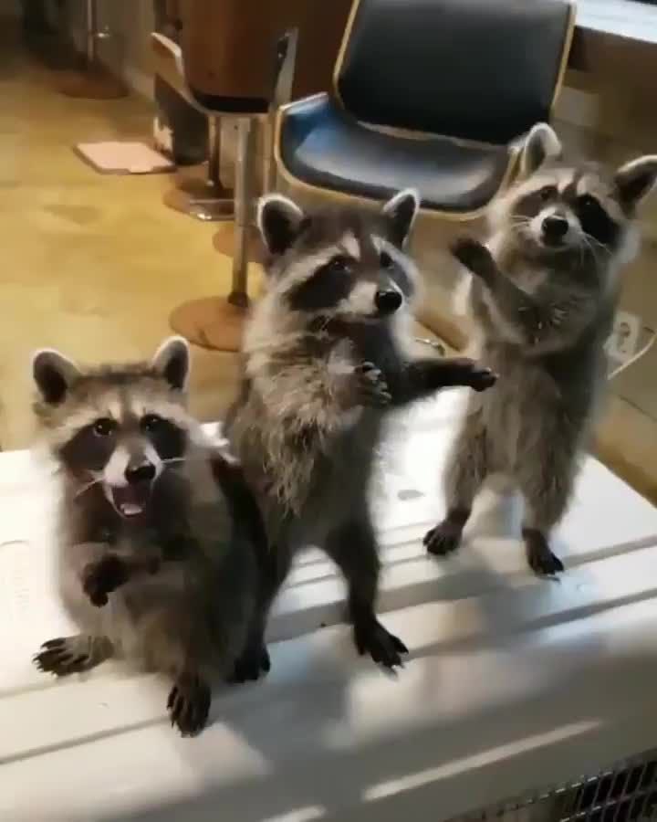 Literally_MOUSE's tweet photo. @korzieetv Baby racoons :3 https://t.co/rh4ZWjS5xh