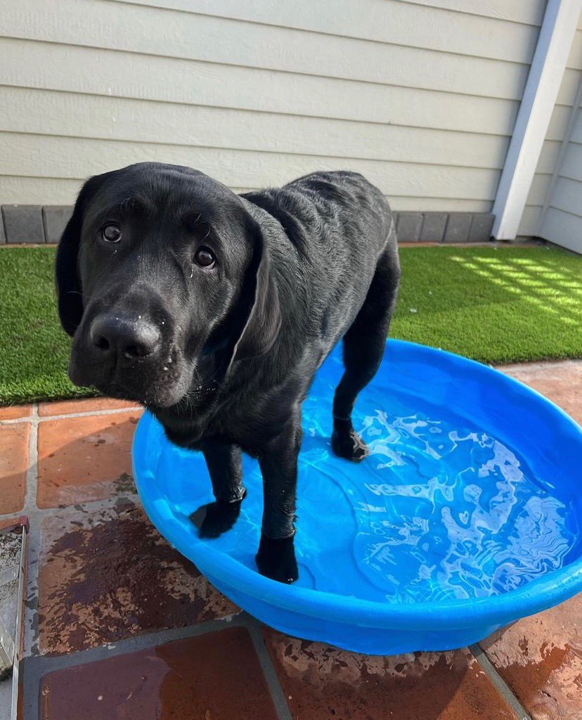 WeRateDogs tweet media