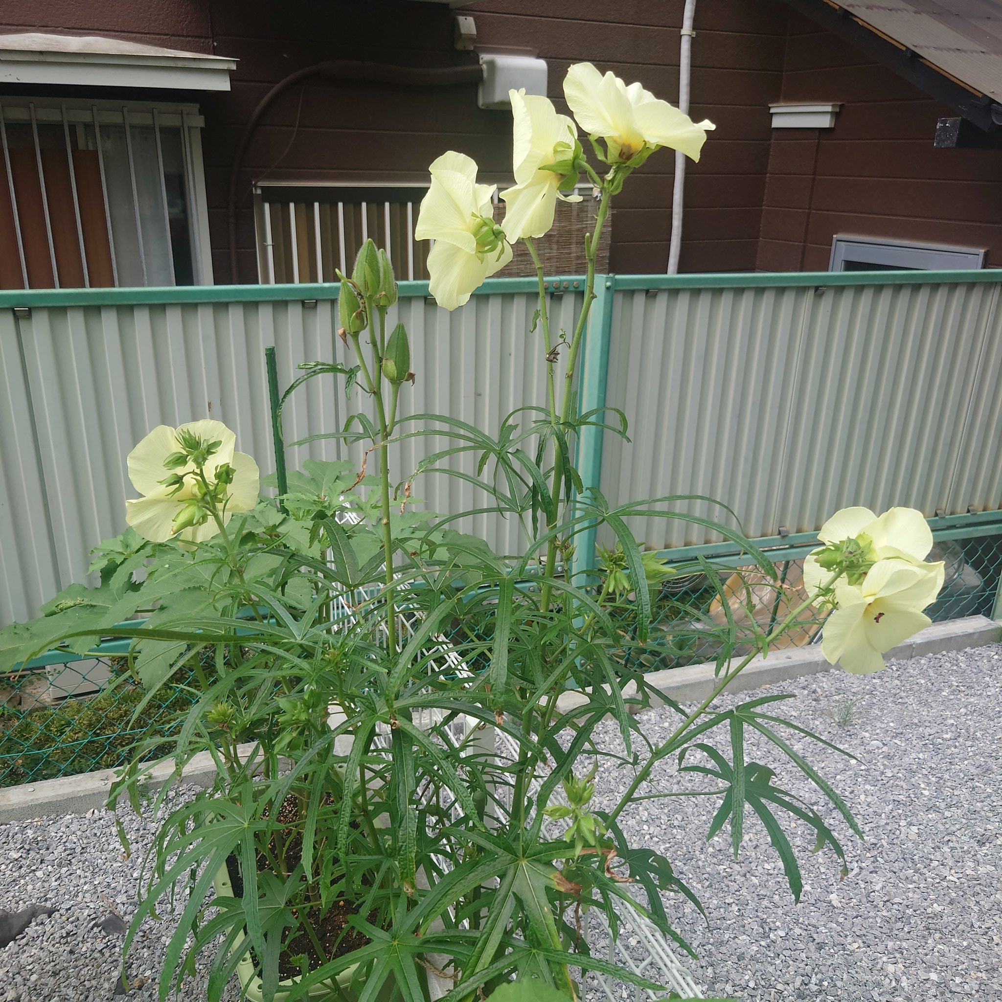 しま農研 家庭菜園と庭づくり 花オクラたくさん咲いてます かんざし苗になってるので肥料不足かな 花オクラはオクラを品種改良したものらしいです 家庭菜園 T Co Ff3hdwd1q5 Twitter