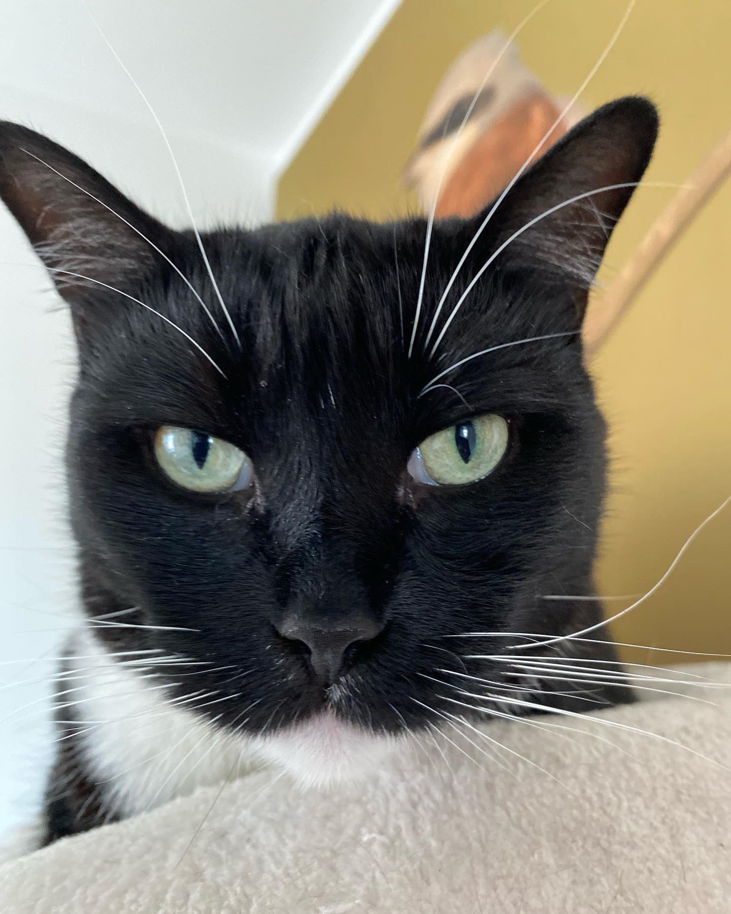 Will Bowell Happy Internationalcatday22 To These Two Legends As Someone Who Cares For The Outside World These Two Are Indoor Cats And Frankly The Happiest Best Cats I Know Letting