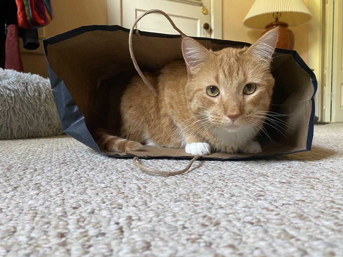 nobu_the_cat's tweet photo. The cat’s in the bag for International Cat Day! #InternationalCatDay2022 https://t.co/M4qdby1pgG