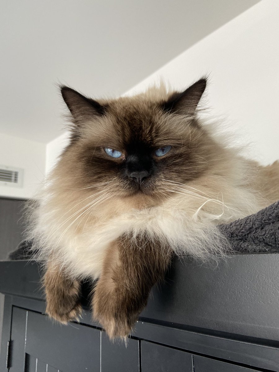 Happy #InternationalCatDay2022 to all my furry buds!!!! ✨