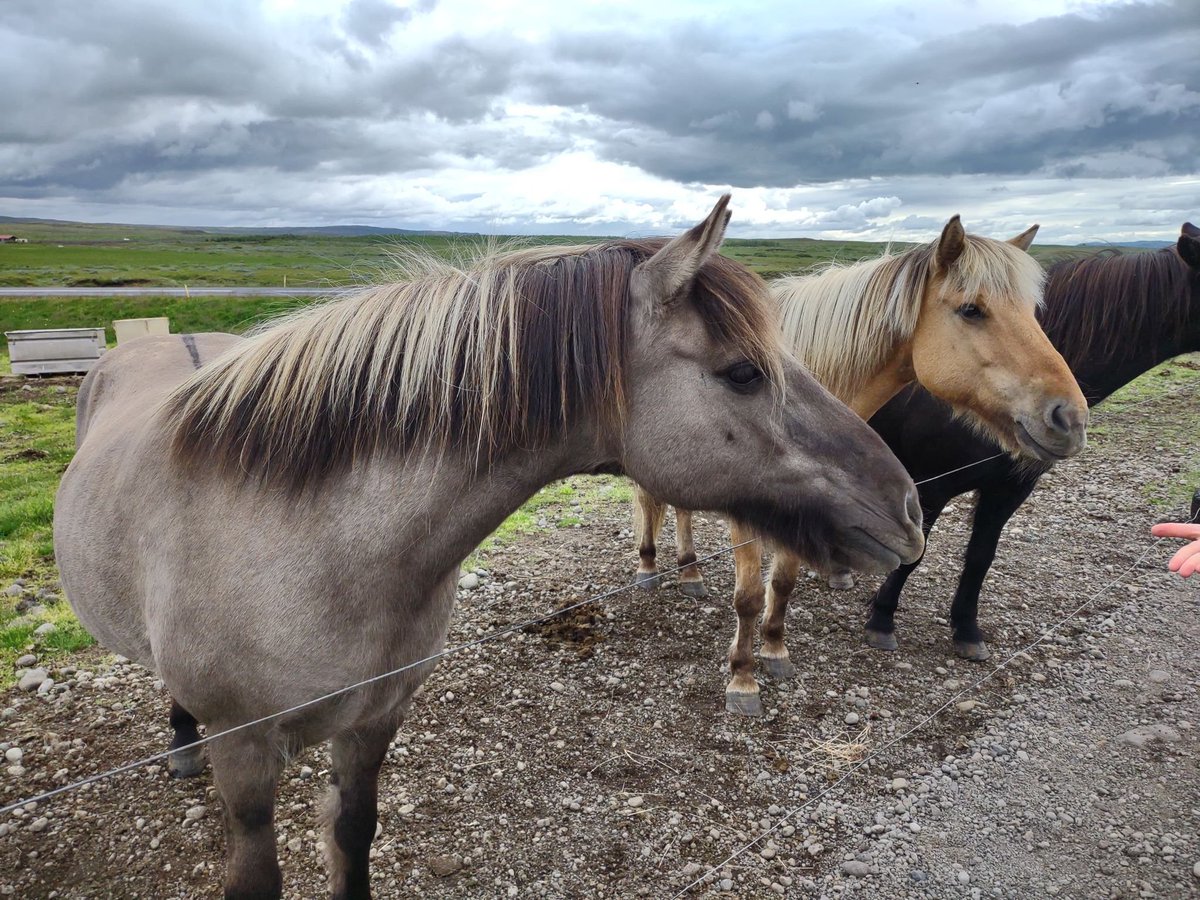 leepearson2002's tweet photo. While in Iceland, saw the Iceland horses, where they roam free.  Descended from original Viking horses in the year 894, are disease free. If they leave the country, they cannot return due to this.  Amazing, treasured, free and beautiful! #Iceland  #Science #LifelongLearner https://t.co/UKDOFy6XjU
