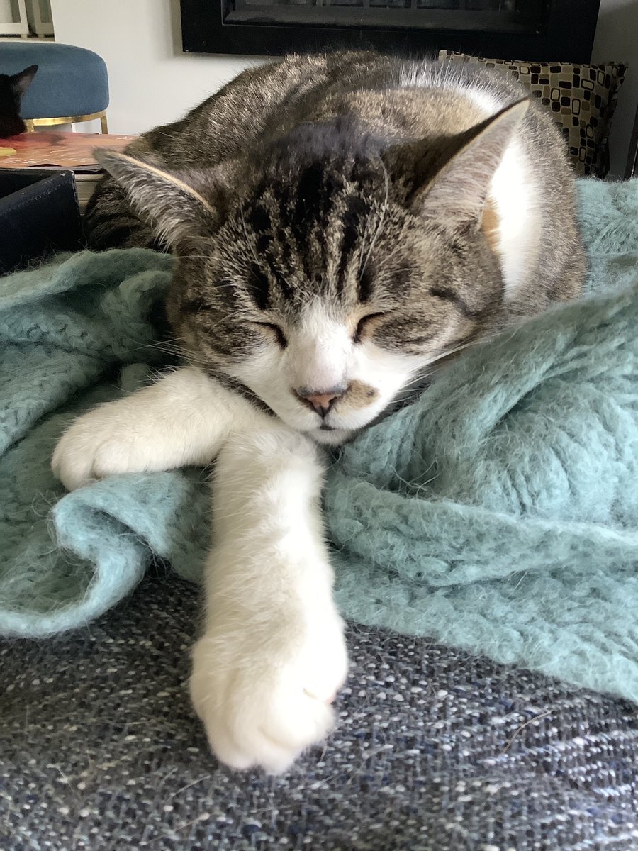 flwhyte's tweet photo. Happy #InternationalCatDay2022 from Ziggy, Ruby and their new foe, Arya. https://t.co/2BzGdjP07T