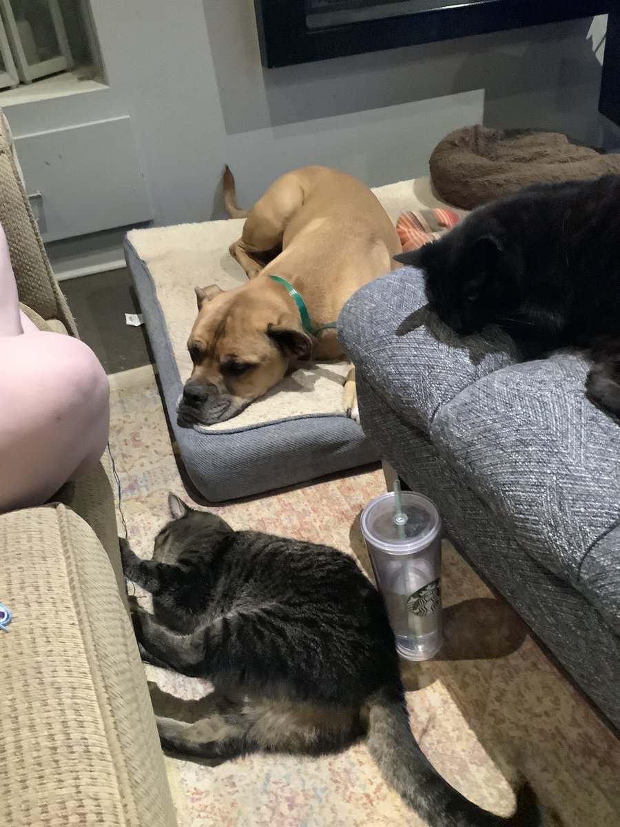 flwhyte's tweet photo. Happy #InternationalCatDay2022 from Ziggy, Ruby and their new foe, Arya. https://t.co/2BzGdjP07T