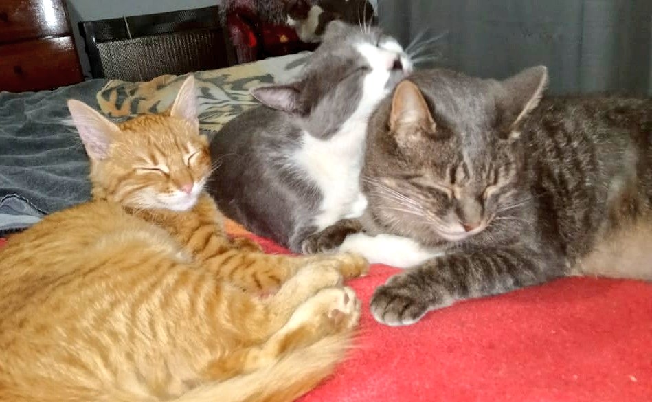 Day_Guevara's tweet photo. Feliz día a mis parásitos 😺🖤 https://t.co/39lgiqEQUo
