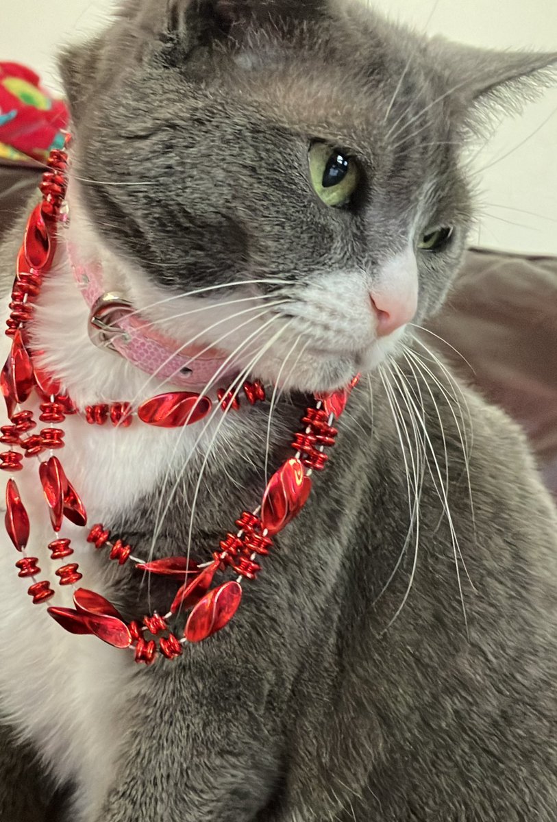 iCatLuvr's tweet photo. Happy #InternationalCatDay 🐈‍⬛ from Lucky, Chubby, and Mimi!! Who do you think donned the bling the best? https://t.co/25YQ3LY648