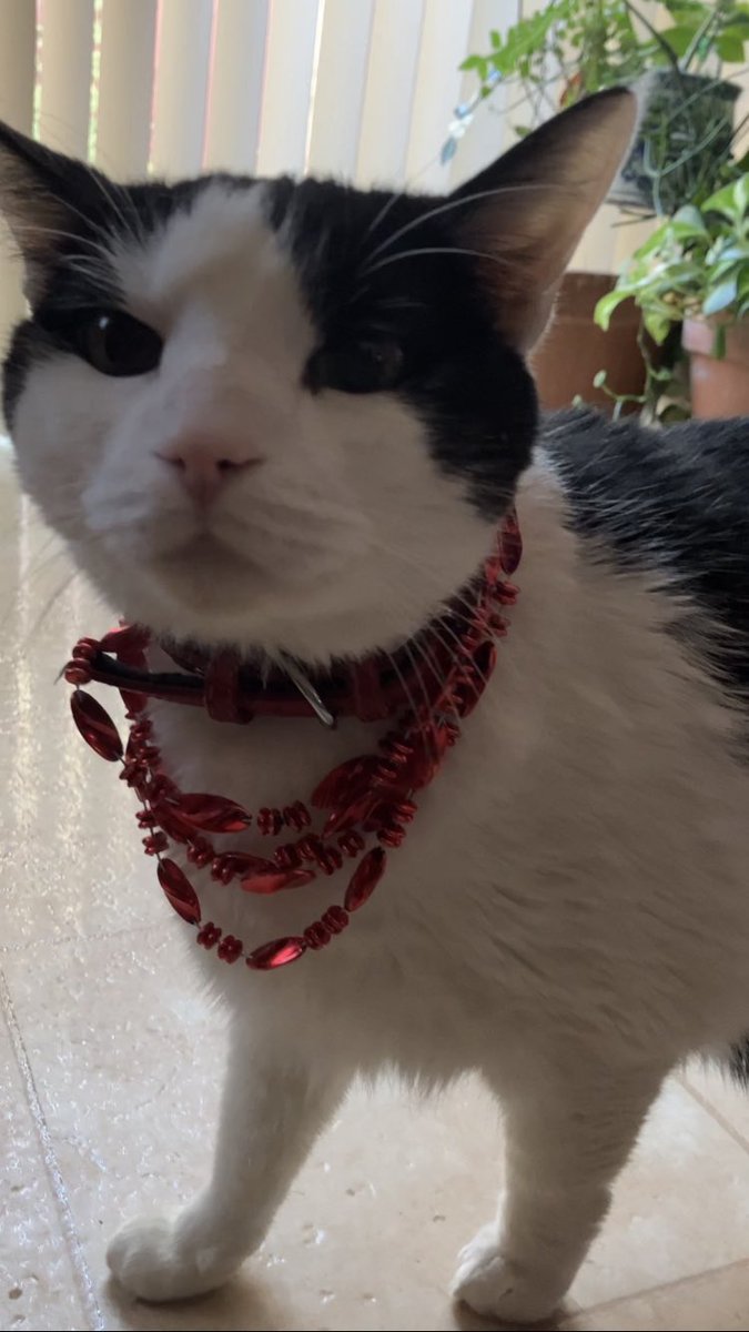 iCatLuvr's tweet photo. Happy #InternationalCatDay 🐈‍⬛ from Lucky, Chubby, and Mimi!! Who do you think donned the bling the best? https://t.co/25YQ3LY648