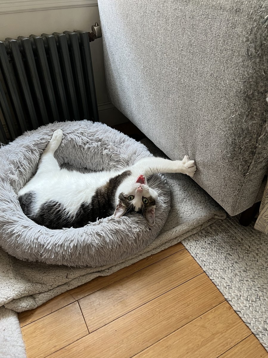 Happy #InternationalCatDay from our troublemaking feline friends of CONVICTS 😼 (Milo, Binx, Meatnose, Hygge)