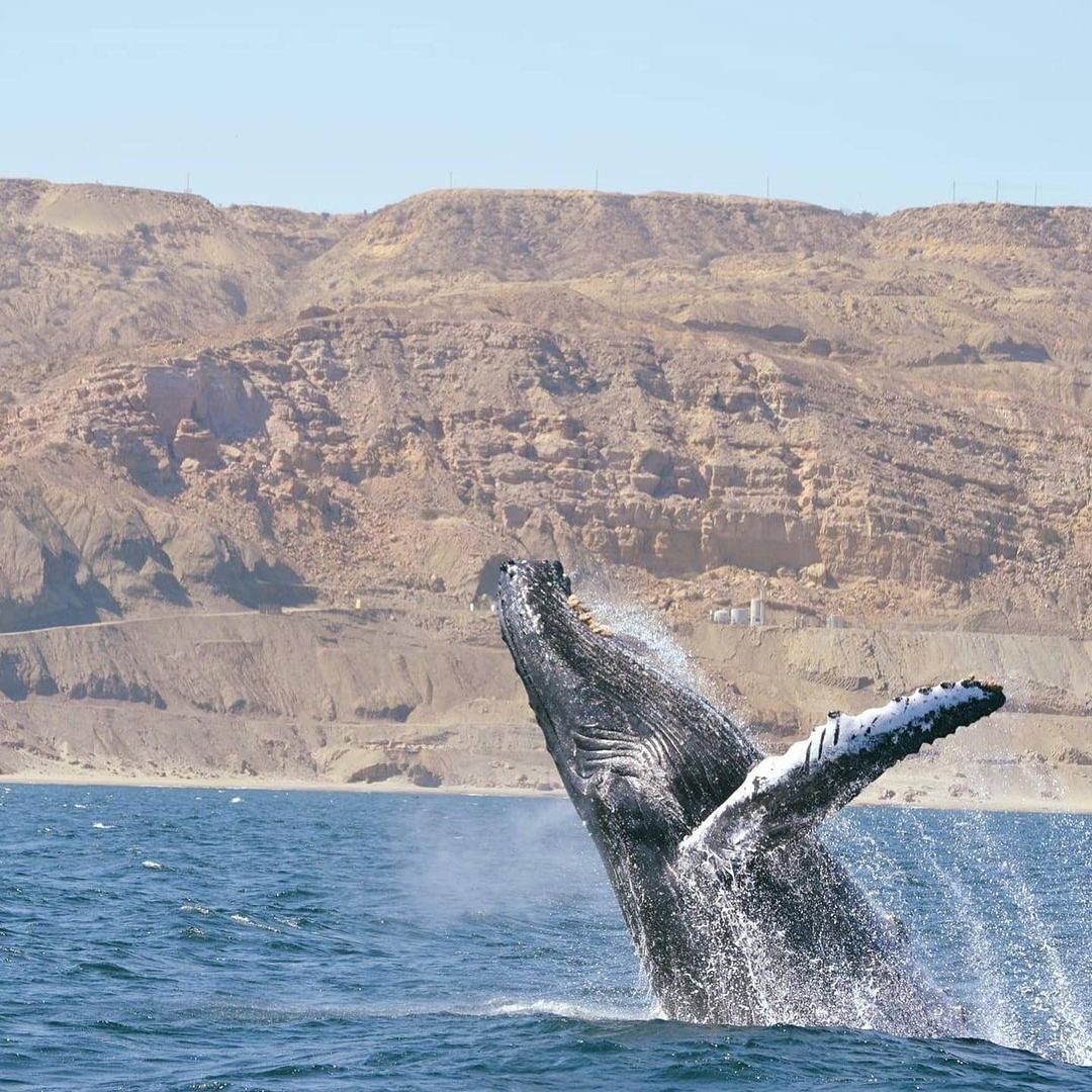 marcaPERU's tweet photo. ¡IMPRESIONANTE! 🐋🤩
Al norte del Perú se lleva a cabo uno de los espectáculos más fascinantes que nos ofrece la naturaleza: más de 5 mil ejemplares de ballenas jorobadas llegan desde la Antártida a nuestras costas peruanas para iniciar su proceso de apareamiento y reproducción. https://t.co/2VgXavgsTz
