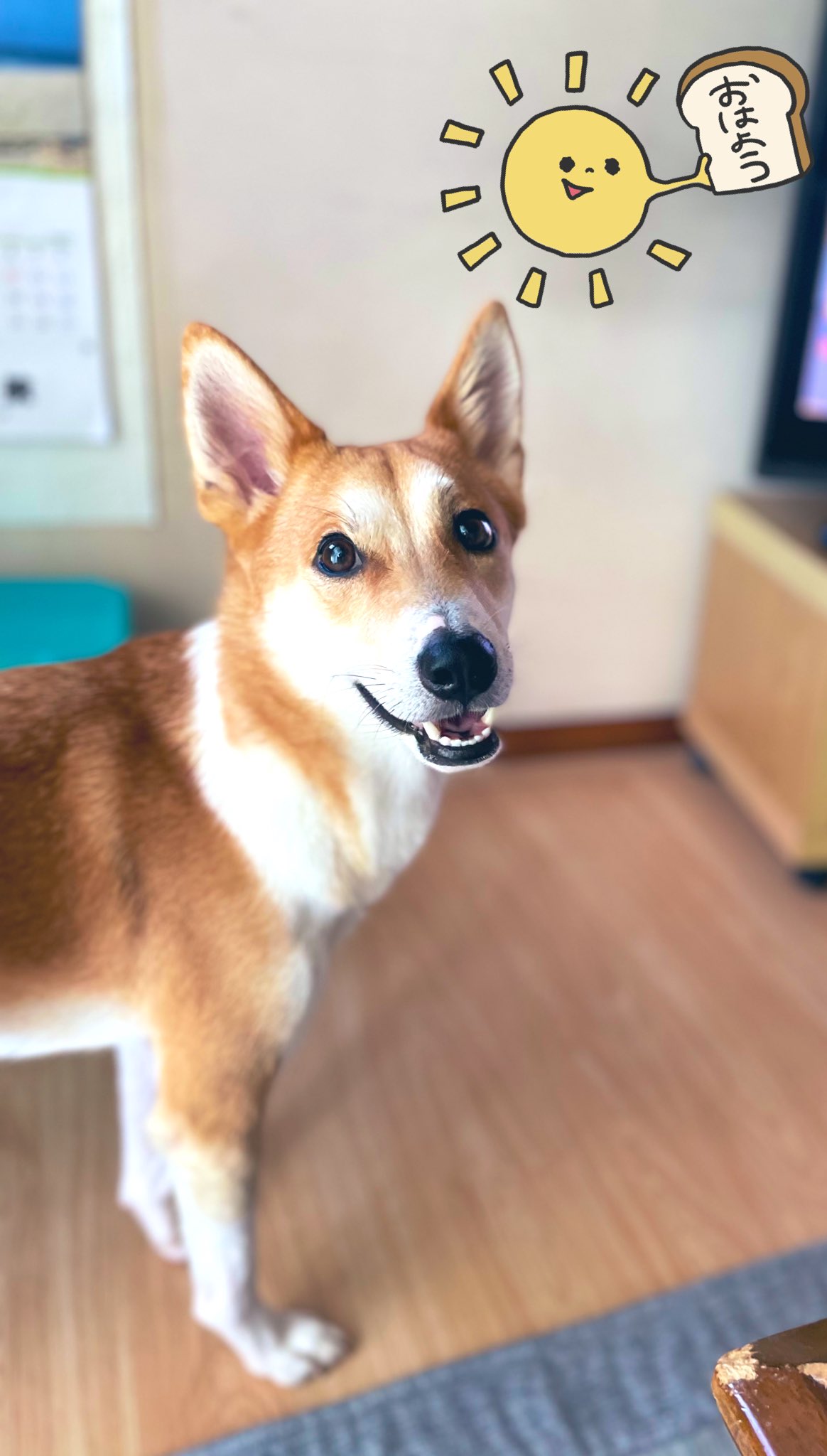 笑顔の犬 Twitter Search Twitter