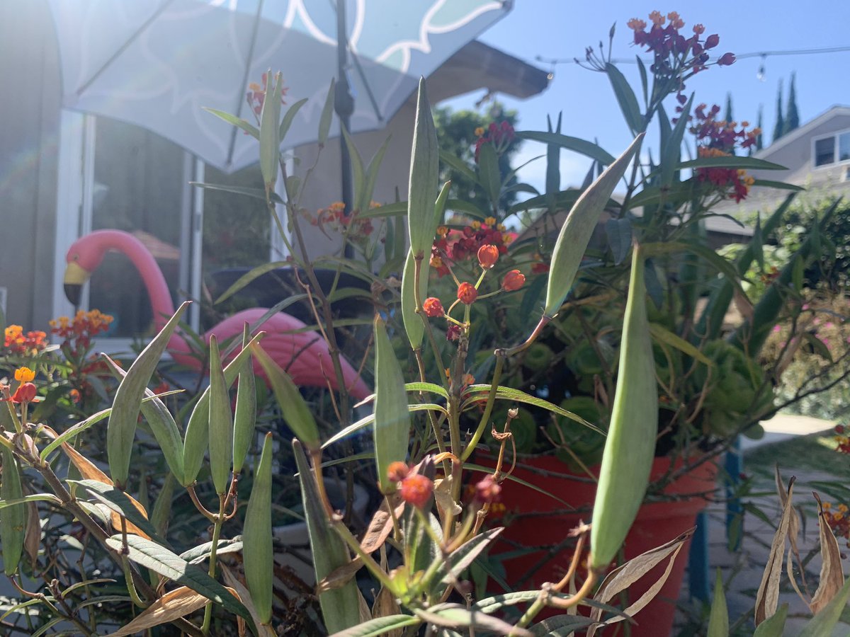 YardHeroes's tweet photo. Lots of #milkweed seed pods!  Seed pods mean more milkweed which means more happy Monarchs 🥰@BackyardEcology @SaveOurMonarchs @ForTheMonarchs @BillWeirCNN https://t.co/DyrrfnSaiK