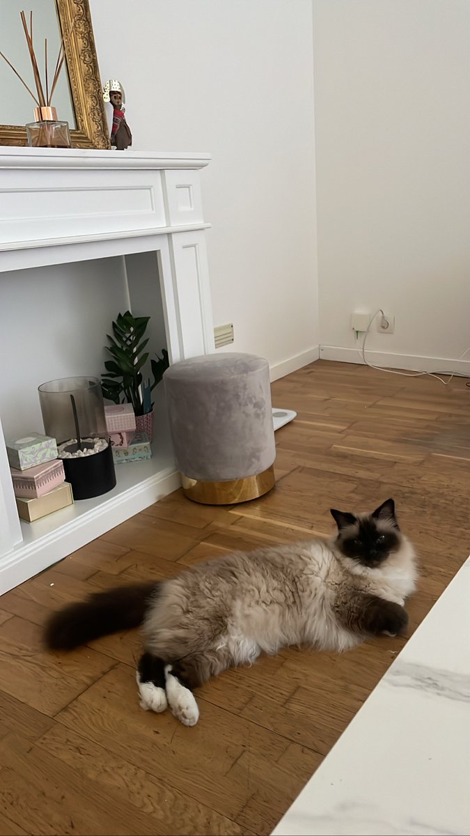 Sabrinavt's tweet photo. @lafilledAvril Je suis en retard mais bon ☺️ Je te présente kiki, 9 ans. Dort 18 h sur 24h et aime beaucoup le poulet rôti du dimanche. https://t.co/cqSYkQrVs0