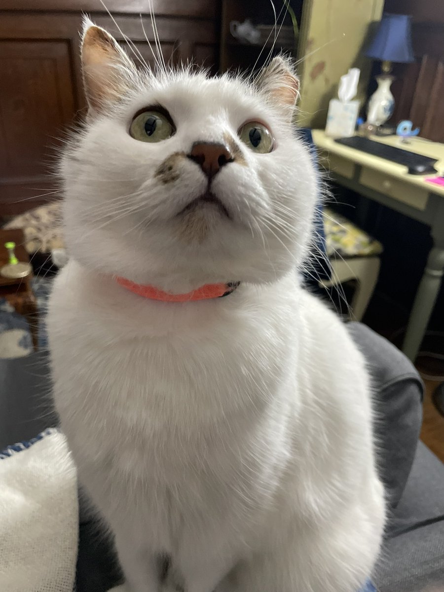 nystromsam's tweet photo. Happy #InternationalCatDay from this little dude https://t.co/xN9IYEE4Al