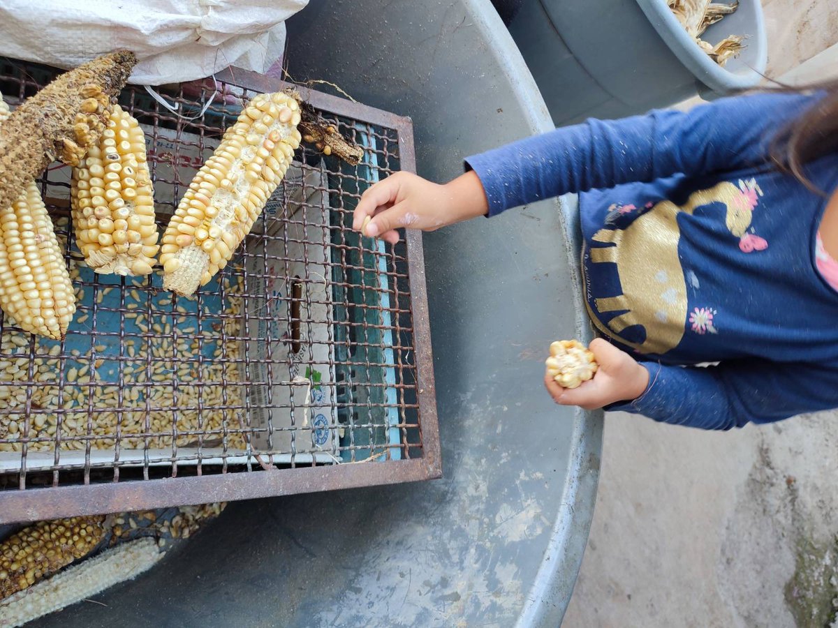 dospesosinc's tweet photo. mi pueblo, como un chingo de pueblos de #mexico es maicero, a veces de morrillo me tocó desgranar #maiz, este fin de semana tocó de nuevo :) 🌽 y se pasa la tradición a mi sobrinita :) y el 🐈⬛ que se metió al costal de los #olotes https://t.co/INacSBehHq