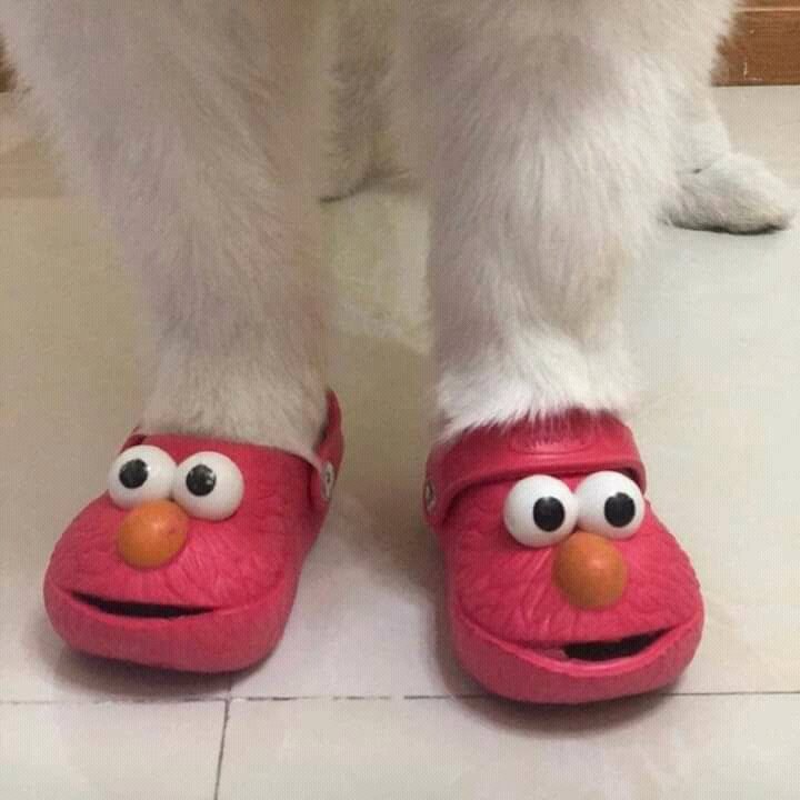 euquer1a's tweet photo. Sapato de gatinho https://t.co/XKn79kZY7T
