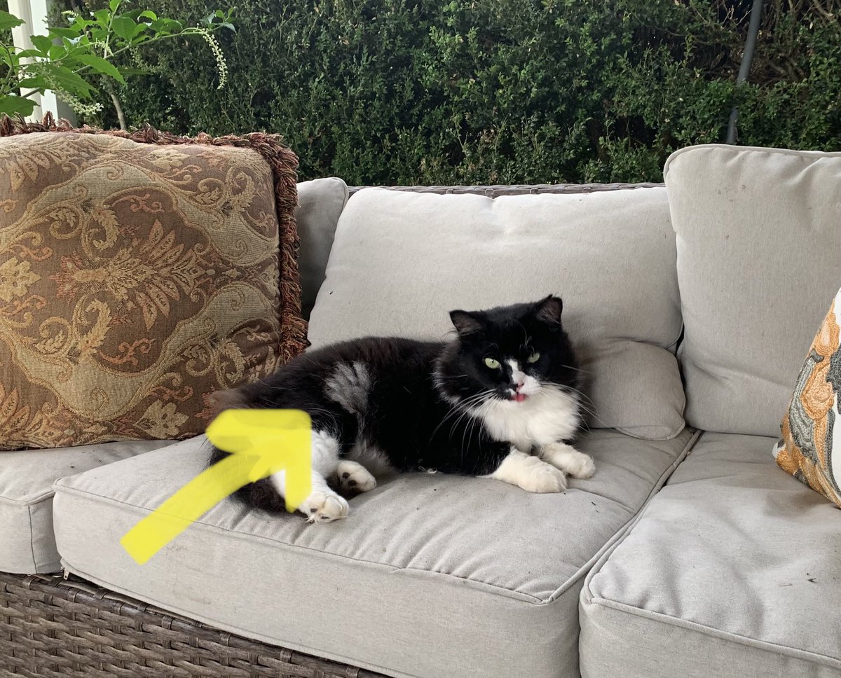 VitoCatleon's tweet photo. Yes Lady, I’m sticking my Tongue out at You. Don’t ask me again if I’m getting “Grey” ! That is where The Ghost Fox tried to grab me and left His Mark. Now, go get me Shrimps. I’m traumatized! #NotGreyOvernight #CallGhostbusters 🙀 https://t.co/Jj3ULpDCDN