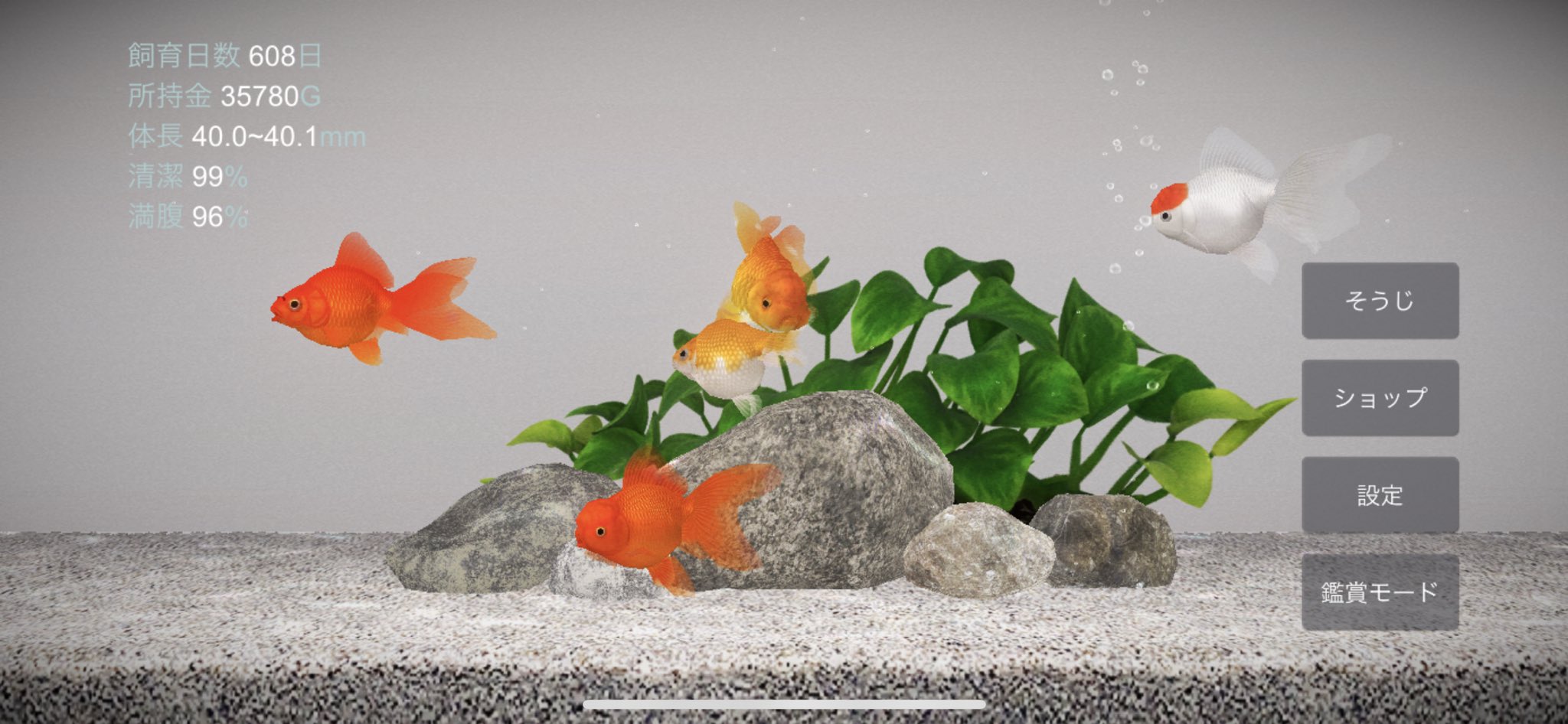 ポケット金魚 Pocket Kingyo Twitter