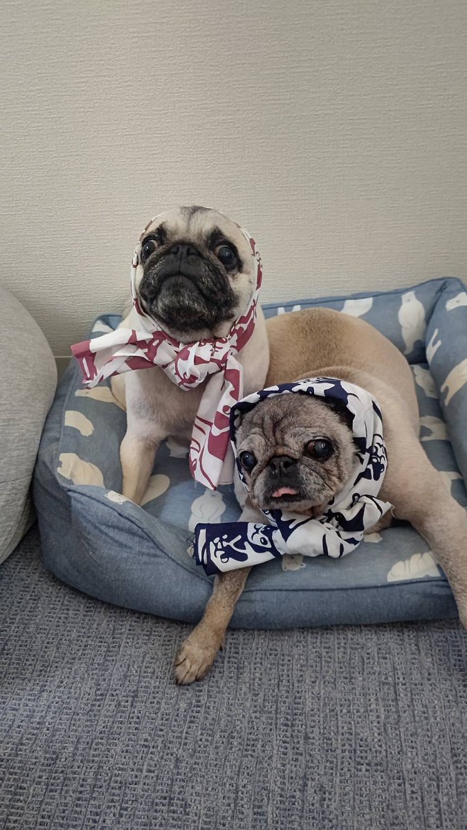 0tbFRLM65pw05xz's tweet image. ㊗️パグの日🎊‼️

#PUGSTYLE さんの手ぬぐいで参加しまーす🙌😆💕‼️

おじょ💕おうちゃん💕ひ～ちゃん💕

今日は世界中のパグちゃん、み〜んなが主役です🤗🍀‼️

#パグの日