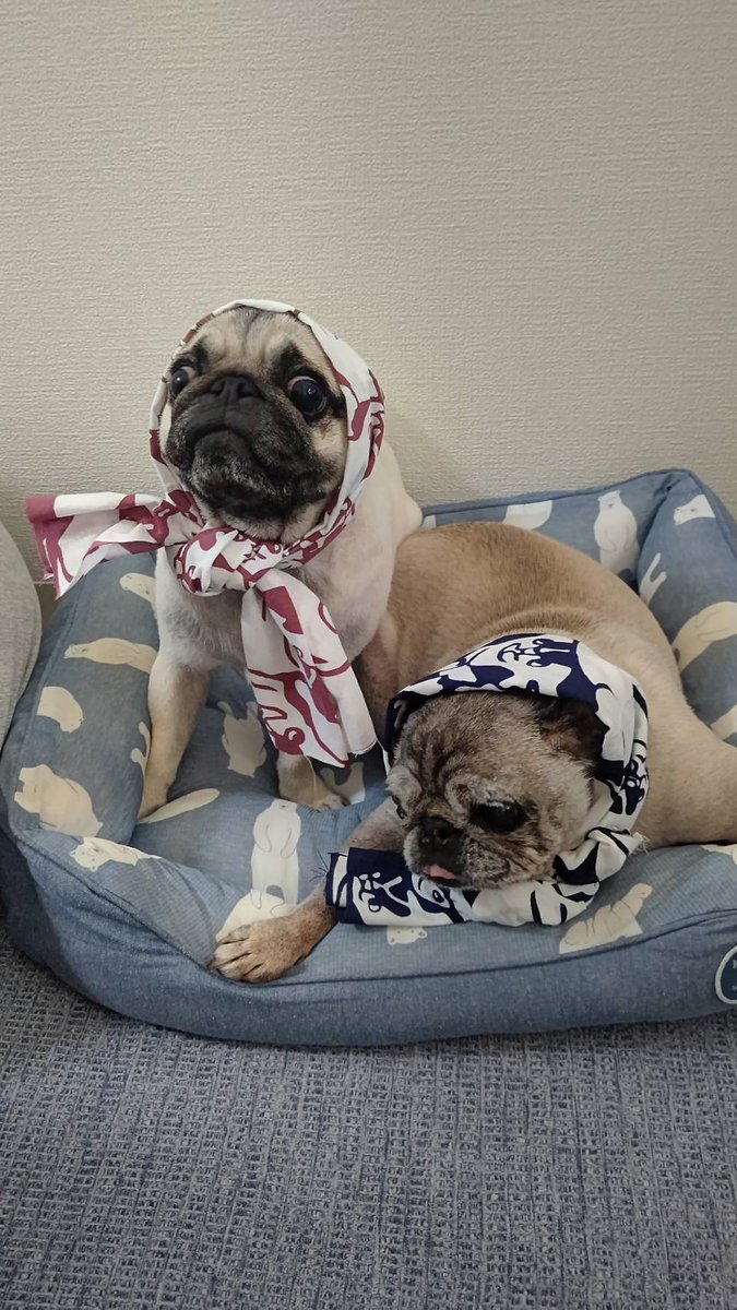 0tbFRLM65pw05xz's tweet image. ㊗️パグの日🎊‼️

#PUGSTYLE さんの手ぬぐいで参加しまーす🙌😆💕‼️

おじょ💕おうちゃん💕ひ～ちゃん💕

今日は世界中のパグちゃん、み〜んなが主役です🤗🍀‼️

#パグの日