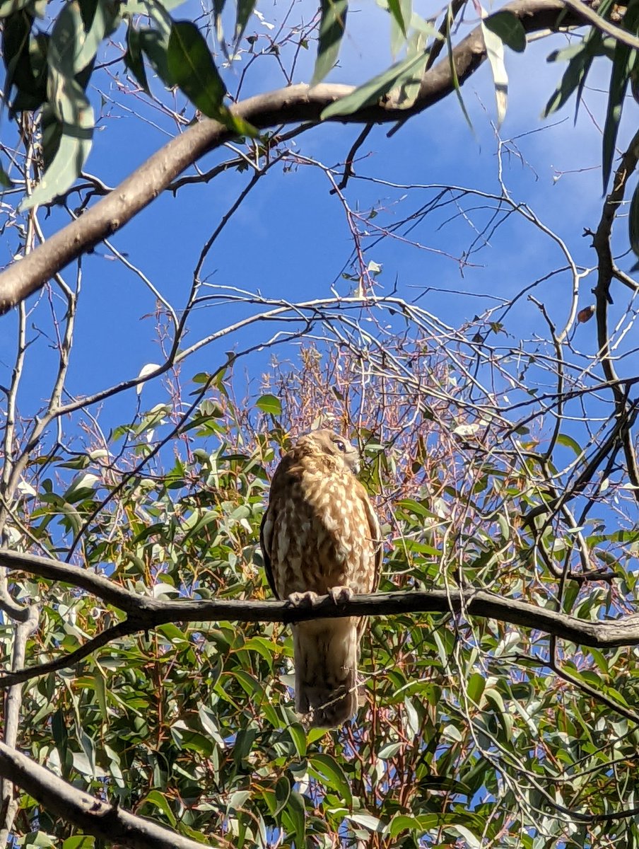 BotanyByYen's tweet photo. A lovely little Southern #boobook, who wasn't impressed by us doing vegetation surveys @latrobewildlife yesterday. https://t.co/TCrnSyE7RQ