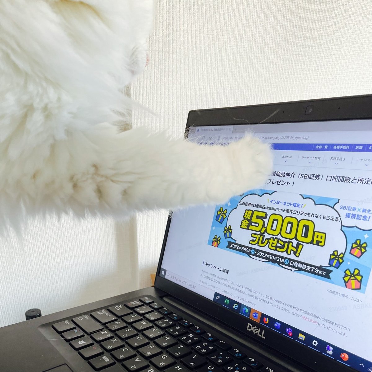 SBI提携記念!5,000円プレゼントキャンペーン!】 本日、新生銀行とSBI証券の業務提携がスタート! 今ならSBI証券口座（金融商品仲介）の開設などの条件クリアで現金5,000円プレゼント!オトクなキャンペーンにネコちゃんも興味深々⁉  ▽詳細はこちら https://t.co/MNNk3CyqyX ...