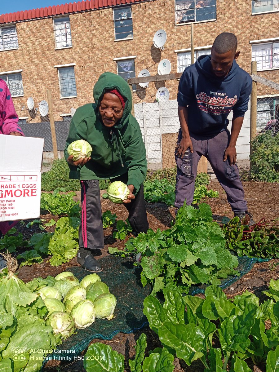feedthefuture20's tweet photo. Happy Thursday Everyone 🤩 ! 

Remember Liena De Bruyn from Elsies River Community 🤔 ? 

De bruyn is a pensioner from elsies river trinity place and she is a huge admirer of the garden project. 

She was one of the first to harvest this season after the reopening of our Garden ! https://t.co/179jDMDqfc