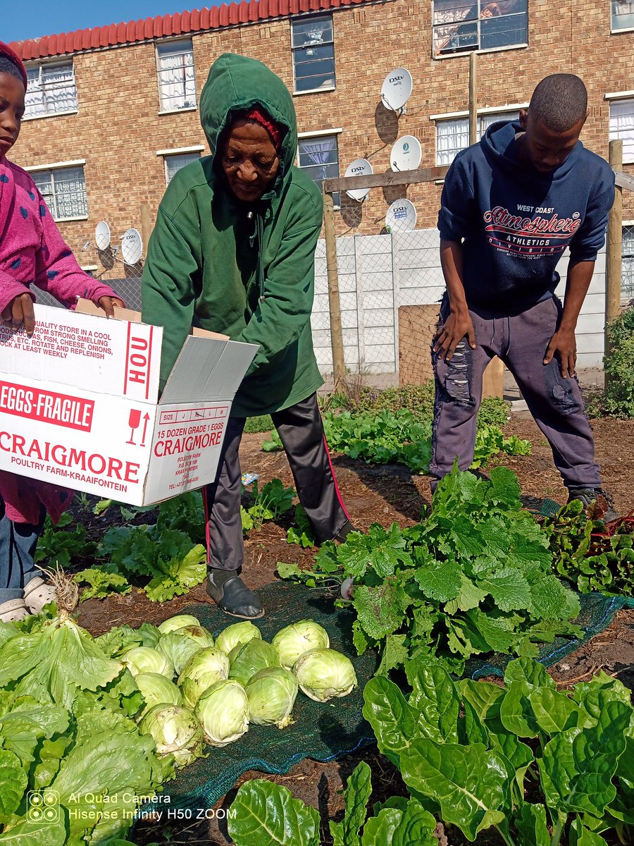feedthefuture20's tweet photo. Happy Thursday Everyone 🤩 ! 

Remember Liena De Bruyn from Elsies River Community 🤔 ? 

De bruyn is a pensioner from elsies river trinity place and she is a huge admirer of the garden project. 

She was one of the first to harvest this season after the reopening of our Garden ! https://t.co/179jDMDqfc
