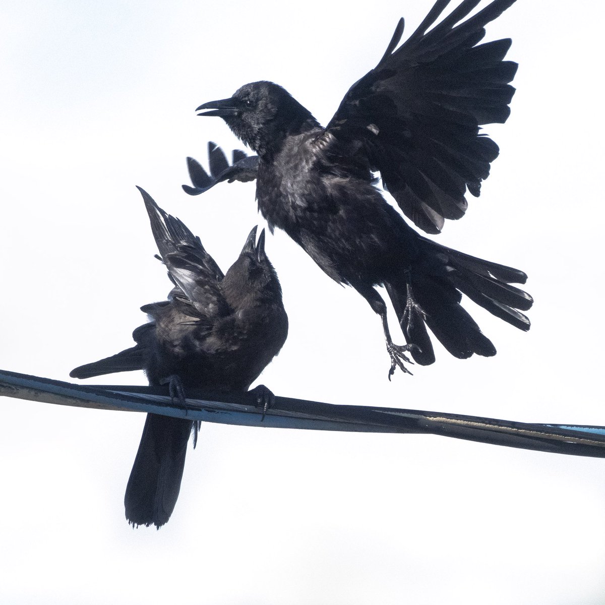 From yesterday’s blog post, Crow Parenting, Summer 2022 Part 1 at urbannature.blog #crowtherapy #marvinandmaviscrows #citycrowstories #fledgling