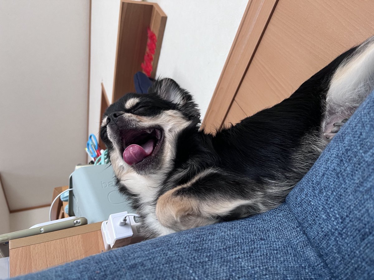 おはようございます☀️
昨晩、俺の所に潜り込み‼️
夏掛けの中でヘソ天🐶
朝は、ローソファーの上でくつろぐロイロイ🐶🐾
今日も暑いけど‼️今週頑張れば夏休み😎🌴
今日も一日よろしくお願いします(*`･ω･)ゞ#初代親バカ倶楽部