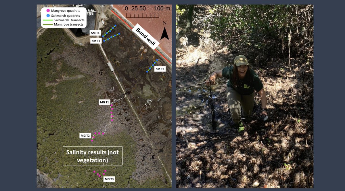 Hey #AMSA22 folks! After an excellent couple of morning plenary talks, consider coming along to my presentation at 11am in the Kuranda room (#Coastal #Restoration session). I’ll be talking about pollution impacts on coastal wetlands. 
#GenerationRestoration