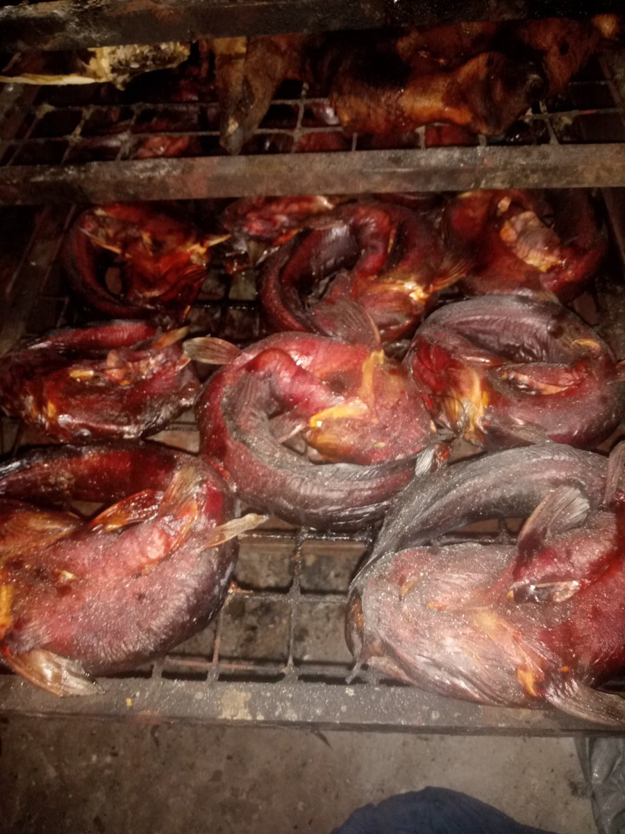 FerdinandTutor1's tweet photo. Twitter Follower: Kingsley what are you doing awake??

Kingsley: Please Check the  Pictures below👇

📷: Just finished drying for the midnight. Will  continue later today 💯💯

#biochemistrystudent
#Fishery
#entrepreneur
#ASUUStrikeUpdate
#ASUU https://t.co/2csPt6BSnV