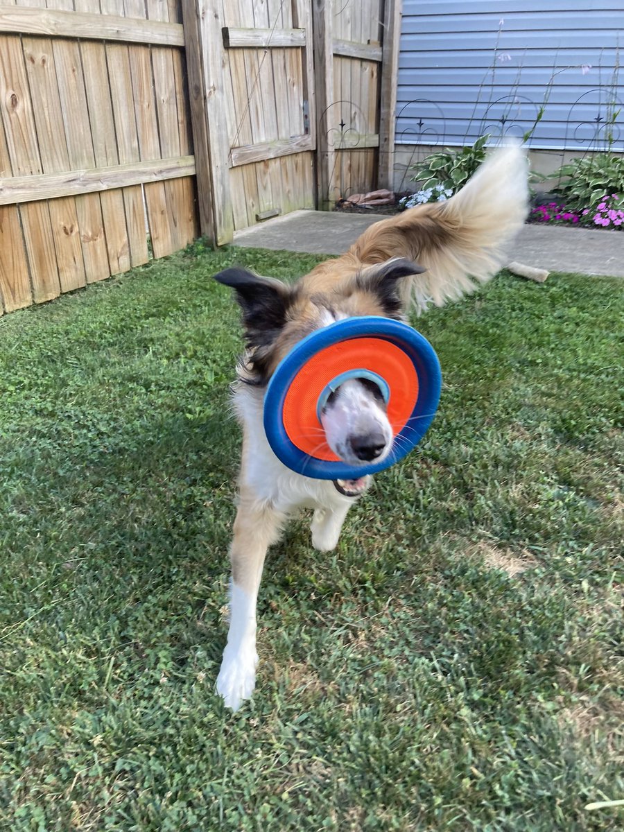 This is how our Border mix likes to run with her frisbee. Silly Mollie girl