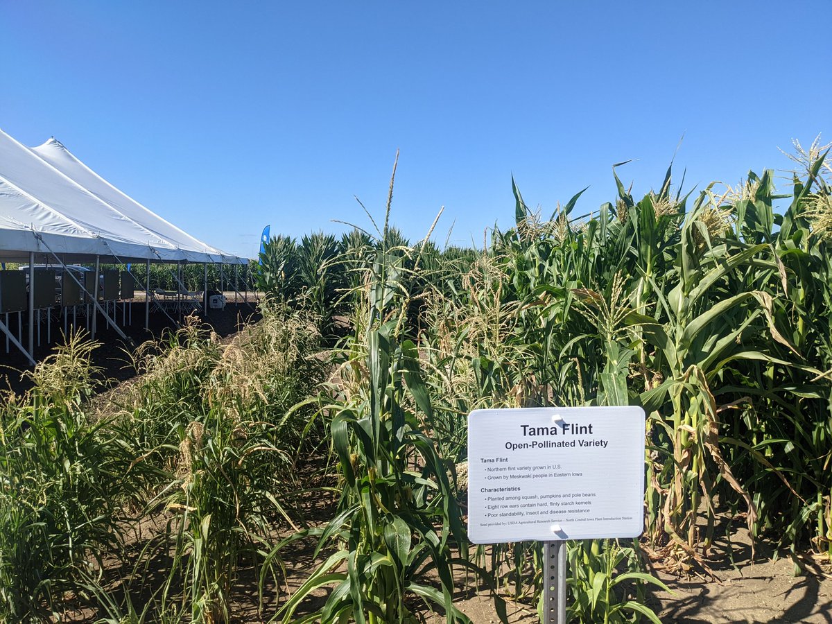 Nikayla Strauss, PhD tweet media