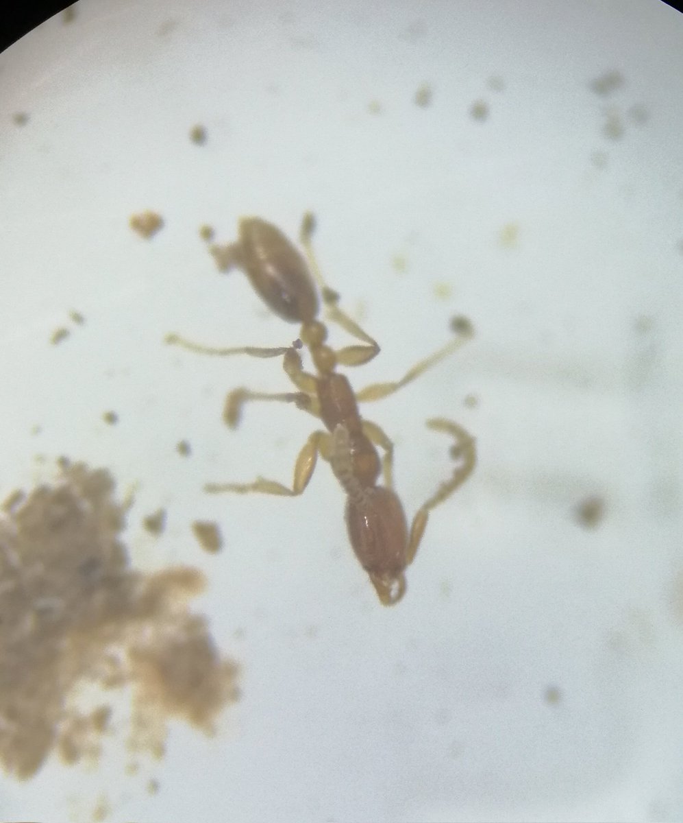 Another highlight of AntCourse for me; I found Leptanilla for the first time! They are tiny goofy soil ants and very cute.