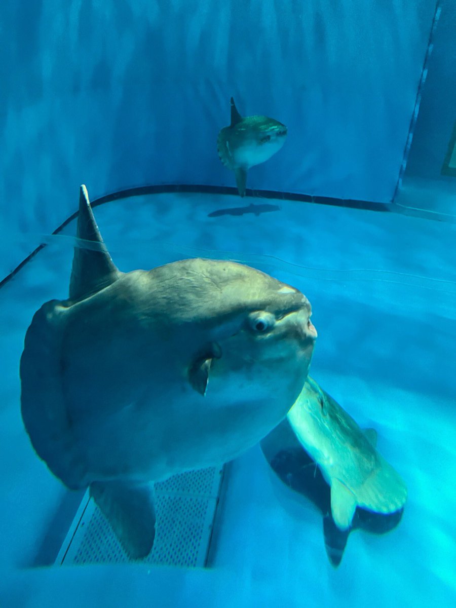 143マンボウ
(ご提供写真) https://t.co/7Qns6pVmP5