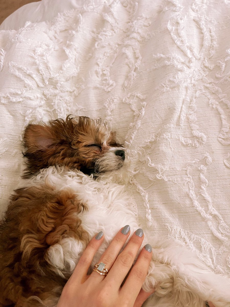 Gisellelluna's tweet photo. introducing ZERO 🐶✨🫶 https://t.co/VDVJowF0FI