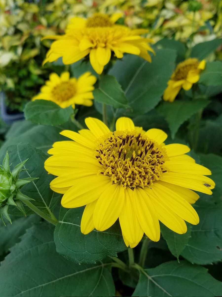 ヘリアンサス Twitter Search Twitter