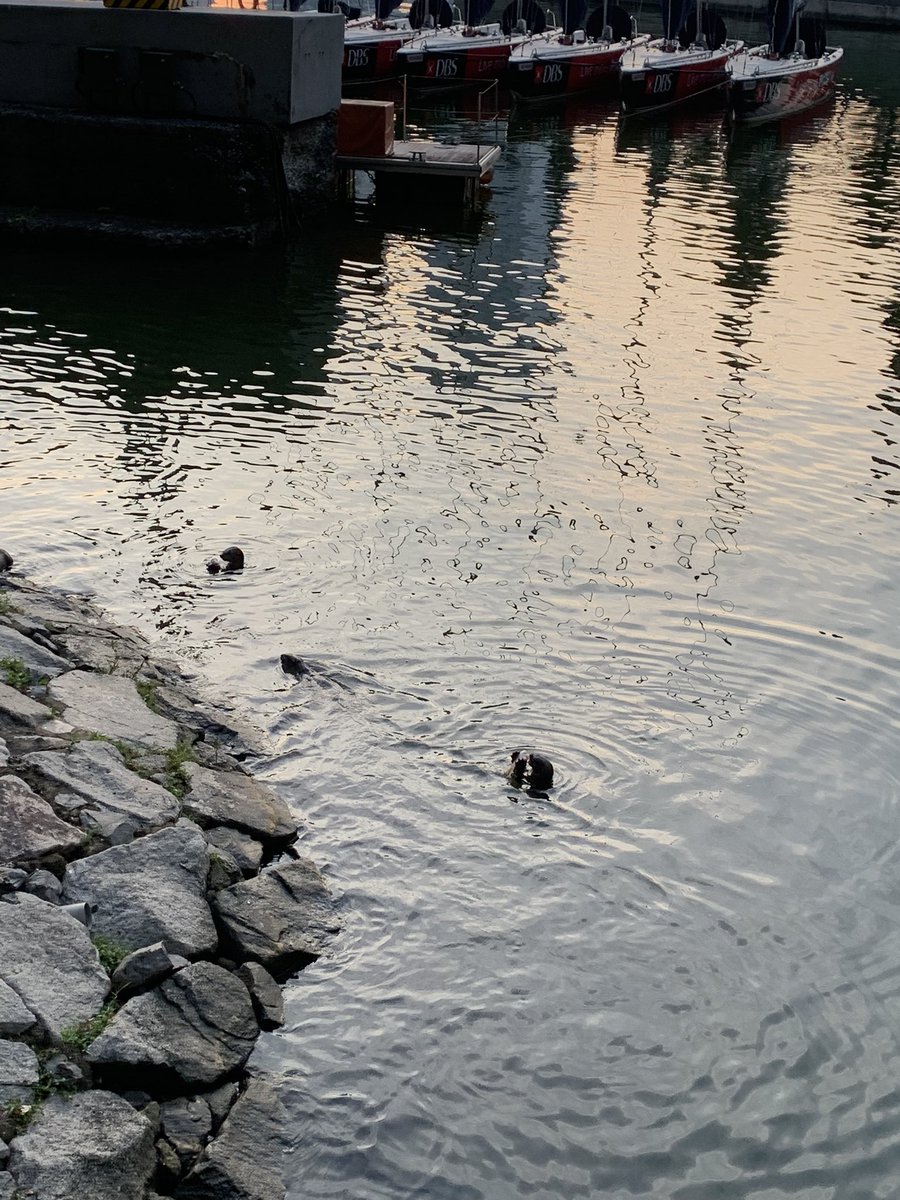 Happy National Day!
With otters

#happynationalday #singapore