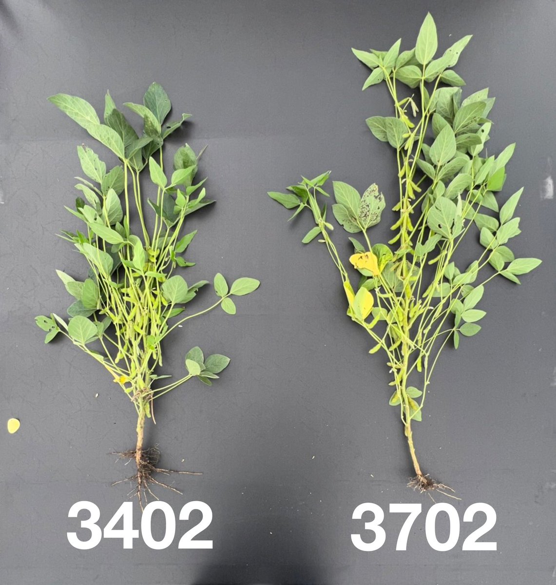 Brett Leahr tweet media