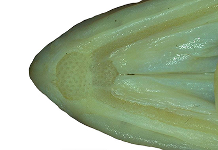 Zootaxa's tweet photo. A new congrid eel, Rhynchoconger randalli sp. nov. (#Congridae: Anguilliformes), with a pentagonal pattern of vomer dentition from the Bay of Bengal, Indian waters.
https://t.co/QVO6yW9pVR
#Taxonomy https://t.co/f3wRlpK8ot