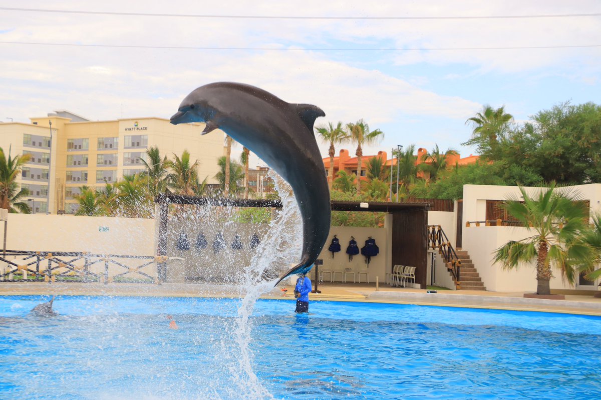 ZellnerMeagan's tweet image. Well, an absolutely fun day @cabo_adventures #caboadventures it was truly incredible as amazing! Thank you Raul! Little Raider said it was the best day ever! ♥️thank you!
