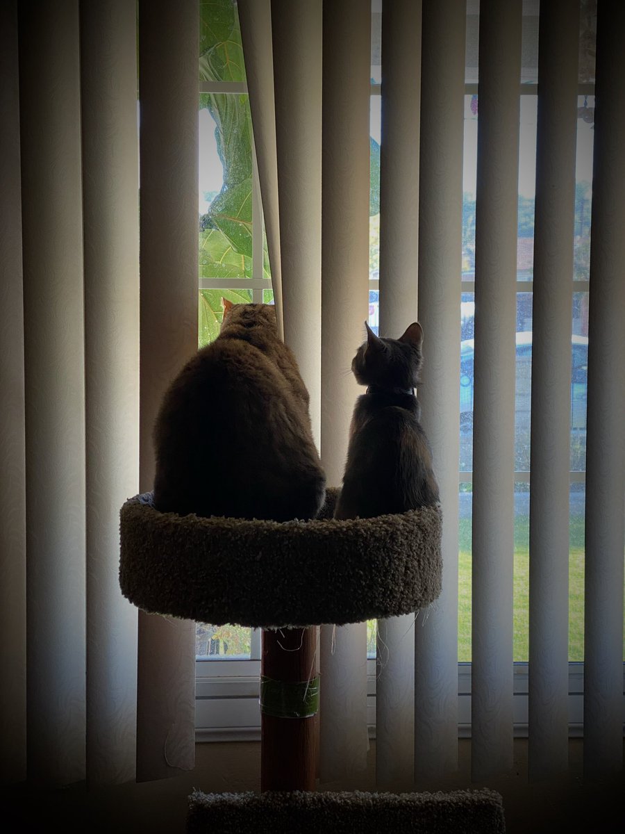 moginatsuki's tweet photo. Happy #InternationalCatDay to my babies Franklin and Solo 😻😻😻 https://t.co/SVrEWQSQXB