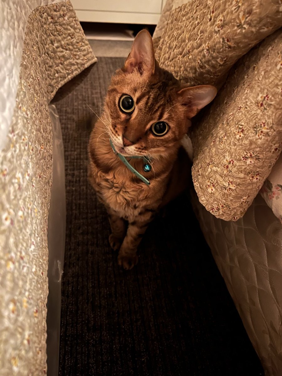 moginatsuki's tweet photo. Happy #InternationalCatDay to my babies Franklin and Solo 😻😻😻 https://t.co/SVrEWQSQXB