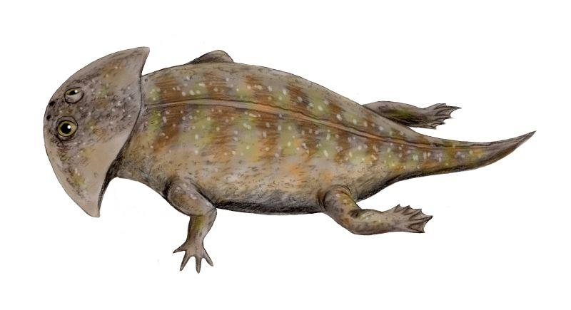 Lazarus__Taxon's tweet image. Today's #WTFEvolution post features a #temnospondyl, Gerrothorax. I probably don't need to point out to you why this animal is weird (just look at it!), but I will anyway (image: Wikimedia commons).